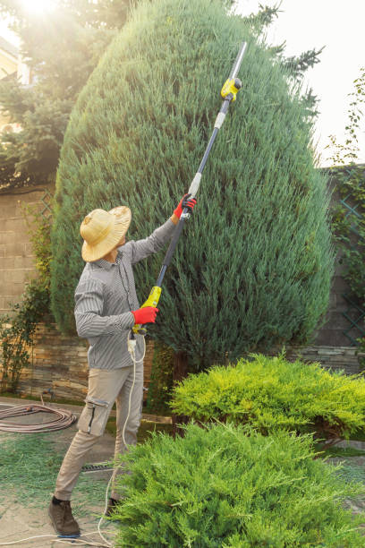 Best Tree Removal Services  in Mcqueeney, TX